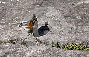 The Rufous-collared Sparrow (Zonotrichia capensis)