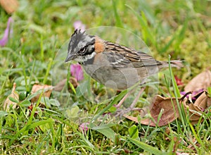 Rufous-collared Sparrow, Zonotrichia capensis