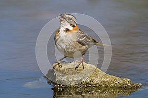 Rufous collared Sparrow, Zonotrichia capensis, Calden foresntina