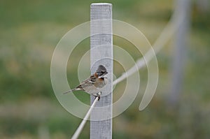 Rufous-collared sparrow Zonotrichia capensis perched on rope.