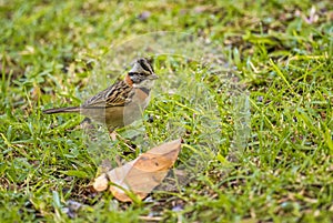 Rufous-collared Sparrow - Zonotrichia capensis photo