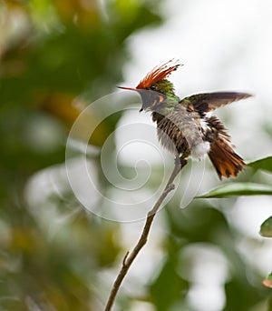 The Rufous-crested Coquette