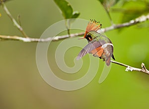 The Rufous-crested Coquette