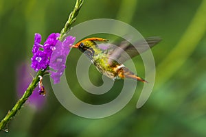 Rufous Crested Coquette photo