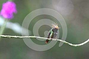 Rufous-crested Coquette Lophornis delattrei