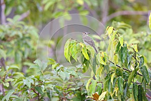 The rufous-crowned elaenia (Elaenia ruficeps) in Colombia