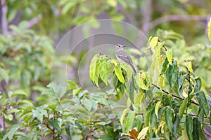 The rufous-crowned elaenia (Elaenia ruficeps) in Colombia photo