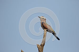 Rufous-crowned roller, Coracias naevia