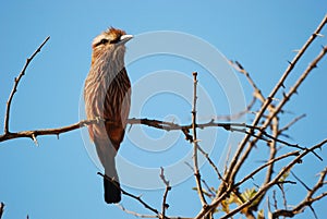 Rufous-crowned Roller (Coracias naevius)