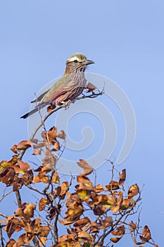 Rufous-crowned Roller in Kruger National park, South Africa