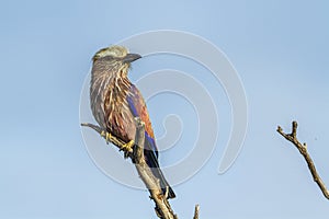 Rufous crowned Roller in Kruger National park, South Africa