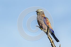 Rufous crowned Roller in Kruger National park, South Africa