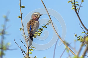 Rufous-crowned Roller in Kruger National park, South Africa