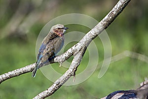 Rufous-crowned Roller in Kruger National park, South Africa