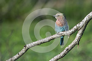 Rufous-crowned Roller in Kruger National park, South Africa