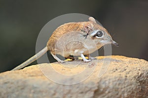 Rufous elephant shrew img