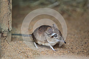 Rufous elephant shrew