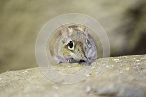 Rufous elephant shrew