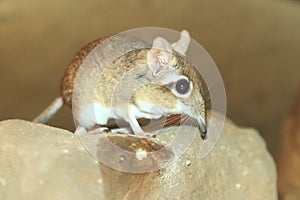 Rufous elephant shrew