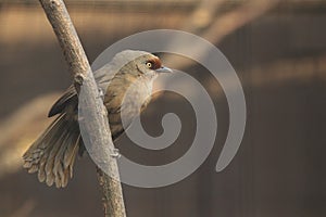 Rufous-fronted laughingthrush