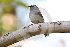 Rufous-gorgeted flycatcher