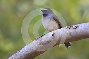 Rufous-gorgeted flycatcher