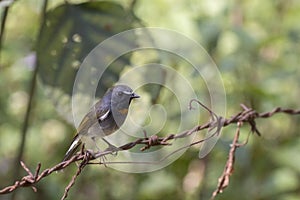 A Rufous gorgeted flycatcher