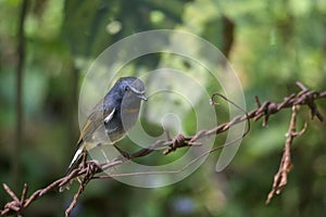 A Rufous gorgeted flycatcher