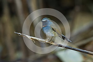 Rufous-gorgeted Flycatcher