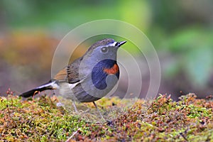 Rufous-gorgeted Flycatcher bird