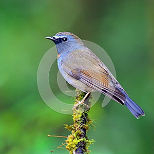 Rufous-gorgeted Flycatcher bird