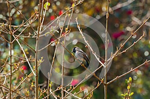 Rufous-gorgeted flycatcher bird, Ficedula strophiata, bird family Muscicapidae in Himalayan moist montane forest. Bird with