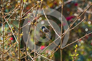 Rufous-gorgeted flycatcher bird, Ficedula strophiata, bird family Muscicapidae in Himalayan moist montane forest. Bird with