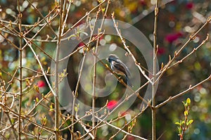 Rufous-gorgeted flycatcher bird, Ficedula strophiata, bird family Muscicapidae in Himalayan moist montane forest. Bird with