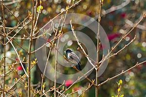 Rufous-gorgeted flycatcher bird, Ficedula strophiata, bird family Muscicapidae in Himalayan moist montane forest. Bird with