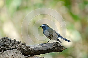 Rufous-gorgeted Flycatcher Ficedula strophiata