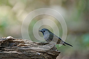 Rufous-gorgeted Flycatcher Ficedula strophiata