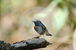 Rufous-gorgeted Flycatcher Ficedula strophiata