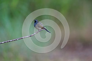 Rufous-gorgeted Flycatcher Ficedula strophiata