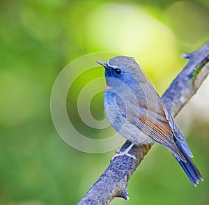 Rufous-gorgeted Flycatcher (Ficedula strophiata)