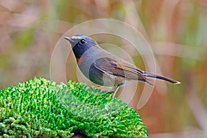 Rufous-gorgeted Flycatcher Ficedula strophiata Beautiful Male Birds of Thailand