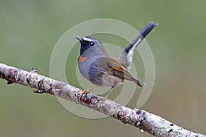 Rufous-gorgeted Flycatcher Ficedula strophiata Cute Male Birds of Thailand