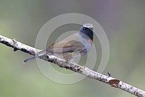 Rufous-gorgeted Flycatcher Ficedula strophiata Male Cute Birds of Thailand