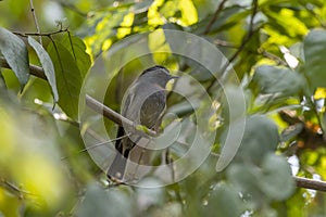 Rufous-gorgeted flycatcher or Ficedula strophiata observed in Rongtong, India