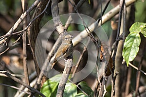 Rufous-gorgeted flycatcher or Ficedula strophiata observed in Rongtong, India