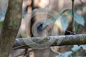 Rufous-gorgeted flycatcher or Ficedula strophiata observed in Rongtong, India