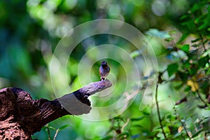 Rufous-gorgeted flycatcher, Orange gorgetted Flycatcher is dark grey to brown bird live in nature