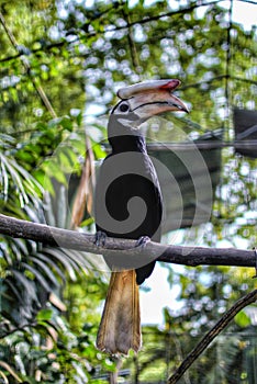 Rufous Hornbill