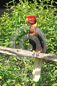 Rufous hornbill