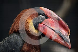 Rufous hornbill (Buceros hydrocorax)